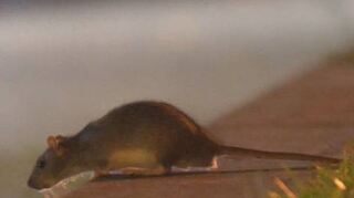Ratten, hier in Mannheim, sind auch in Ludwigshafen ein Problem.