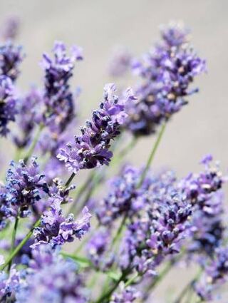 Lavendel betört mit kräftigen Farben und einem intensiven Duft.