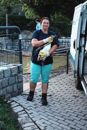 Manuela Roth, Leiterin des Vogelreviers, hebt einen Pinguin in die Transportbox.