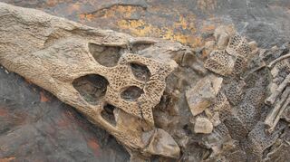 Zehntausende Fossilien wurden in der Grube Messel bislang gefunden – darunter Krokodile (Foto), Schildkröten sowie zahlreiche Insekten- und Vogelarten.