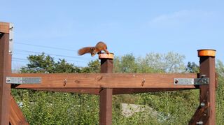 Eichörnchen Frieda ist jetzt in der Lage Nüsse zu knacken und damit bereit für ein Leben in Freiheit.