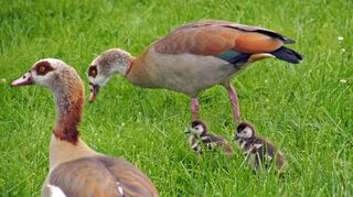 Eine Nilgans-Familie lässt es sich auf einer Wiese gutgehen.