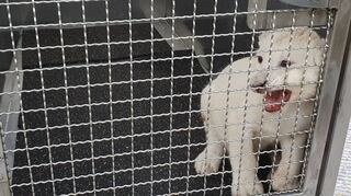 Im Transportkasten vom Unfallort auf den Weg ins Landauer Reptilium: Das knapp sieben Wochen alte Löwenbaby wurde im Kofferraum eines Kleintransporters gefunden.