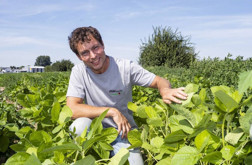 Edamame-Gemüse: Thomas Reeb baut die grünen Proteinpakete in der Pfalz an