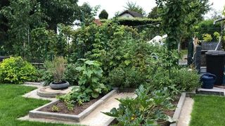 Sachlich und schlicht: In den Gemüsebeeten von Mira Ignjic wachsen in diesem Jahr Tomaten, Paprika, Zucchini und Kürbisse – alles ganz in gelb.
