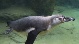 Wenn sie Rufe eines Grindwals hören, dann tauchen die Pinguine im Landauer Zoo seltener als bei anderen akustischen Signalen. Eine Fluchtreaktion?