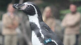 Pinguin Kurt berichtet künftig „aus der Fremde“ über die neusten Nachrichten aus dem Frankfurter Zoo.
