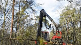 Im Kollekturwald der Stiftung Schönau stehen umfassende Veränderungen an. Umweltschützer haben Bedenken wegen des Einsatzes schwerer Maschinen.