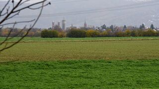 Unter anderem diese Flächen verpachtet die Gemeinde Ilvesheim an Landwirte. Im Hintergrund ist der eingerüstete Ladenburger Wasserturm zu sehen.