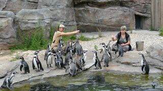 Zuerst vorgedrängelt, jetzt moderat: Die Mannheimer Pinguine haben sich im Frankfurter Zoo eingelebt und halten sich mittlerweile bei der Fütterung zurück.