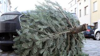 Der Weihnachtsbaumverkauf im Stadtökologischen Zentrum findet statt (Symbolbild).