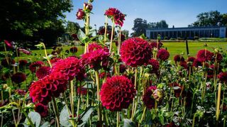 Bunte Blütenpracht hat die Bundesgartenschau zu bieten.