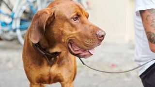 Vizsla? Labrador? Oder doch eher Dogge? Welche Hunderassen stecken in meinem Tier? Die Aussagekraft von DNA-Tests dazu ist begrenzt.