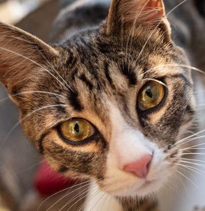 Auf Nachwuchs in der Familie sollten Katzen früh vorbereitet werden.