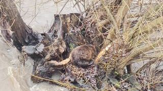 Dieser Biber im Neckar bei Heidelberg sorgte für Aufsehen, weil er außerhalb seines überfluteten Baus schlief. Die Tierrettung musste nicht eingreifen.