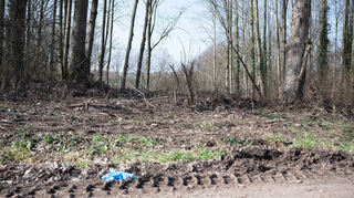 Ein Waldstück bei Sinsheim-Eschelbach, in dem sich der mutmaßliche Tatort befindet.