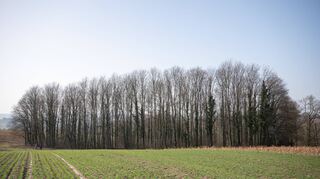 Das Eschelbacher Waldstück, in dem sich das tödliche Geschehen abspielte: Hier wurde der 13-Jährige gefunden.