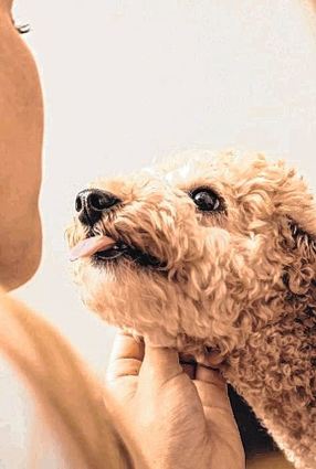 Gesellige Tiere – aber Alleinsein sollten Hunde besser nicht verlernen.