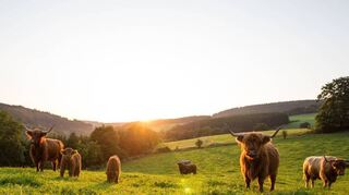 Hochlandrinder im Sauerland.