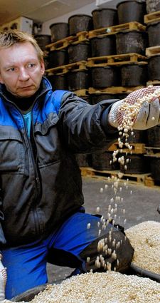 <p>Ein Mitarbeiter im Speyerer Kühlhaus von Icybac lässt das Eisgranulat durch die Finger rieseln, welches zur Stechmückenbekämpfung eingesetzt wird.</p>