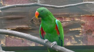 Edelpapagei Kani (Bild) fliegt seit Wochen frei in der Stadt umher. Nun soll seine Partnerin zum Lockvogel werden und ihn in den Zoo zurückbringen.