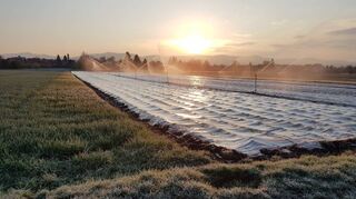 Malerisches Bild am frühen Morgen in Edingen mit ernstem Hintergrund: Die Beregnung soll die Frühkartoffeln vor Frostschäden schützen.
