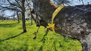 Ein gelbes Band signalisiert: Hier kann jeder in haushaltsüblichen Mengen Früchte abernten. Bäume ohne gelbes Band sind hingegen tabu.