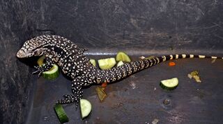 Dieses Reptil ist in einer Schreinerei im Jungbusch aufgetaucht.
