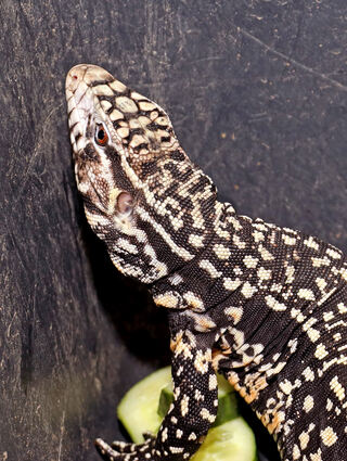 Mittlerweile ist das Tier im Reptilium in Landau.
