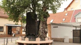 Der Lutherbaum im Wormser Stadtteil Pfiffligheim: In den Stammrest des alten Baums ist 1999 eine junge Ulme gepflanzt worden.