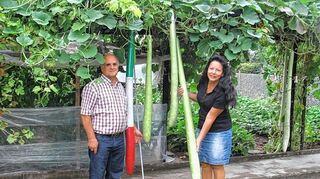 <p>Wächst und wächst und wächst: Renate und Giuseppe D' Àmore demonstrieren die selbst gezogenen superlangen Zucchini.</p>