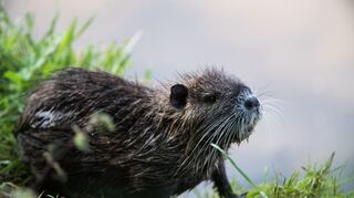 Der Nutria ist eine aus Südamerika stammende und in Mitteleuropa eingebürgerte Nagetierart (Symbolbild). In Mannheim ist ein solches auch Biberratte genanntes Tier derart gequält worden, dass es getötet werden musste.