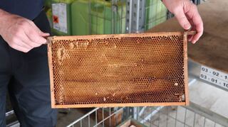An den eingehängten „Rähmchen“ bauen die Bienen ihre Waben – die Imkerei ist eine Wissenschaft für sich, die Bachmann von seinem Vater gelernt hat.