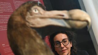 Brigitte Franzen, Direktorin des Senckenberg-Museums, steht hinter einer Rekonstruktion eines Dodos (Raphus cucullatus). Der flugunfähige Vogel wurde im 16. Jahrhundert auf Mauritius entdeckt und war hundert Jahre später schon ausgestorben.