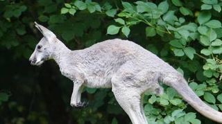 Das junge Rote Riesenkänguru Emil erkundet sein Revier.