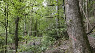 Im Oktober sollen die Baumfällarbeiten im Mühltal beginnen. Die roten Markierungen an den Bäumen weisen darauf hin.