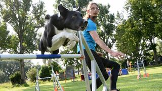 Mit Leichtigkeit überspringt der neunjährige Border Collie Mojito die Hürde. Alex Nicht gibt die Kommandos und sagt, wo der Hund hin laufen soll.