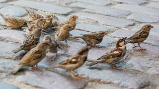 Sperlinge – auch Spatzen genannt – picken Krümel zwischen Pflastersteinen.