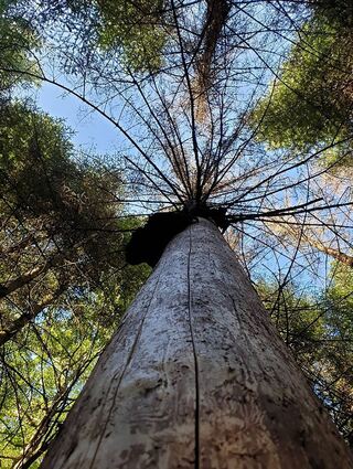 Besungen, bedichtet – und oft verklärt: Der Wald ist für Barden und Poeten ein Sehnsuchtsort.
