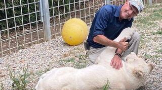 Pfleger Enrique schmust mit der schon ziemlich großen Löwin Lea. Wie lange das noch möglich sein wird, steht noch nicht fest. Immerhin wiegt die Löwin beinahe 100 Kilo.
