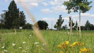 Die vor etwa zehn Jahren gepflanzten Bäume auf dem Ilvesheimer Baumlehrpfad sind eingebettet in sogenannte Magerwiesen. Diese sind für ihre blütenreichen Pflanzen bekannt, die wiederum viele Insekten anlocken.