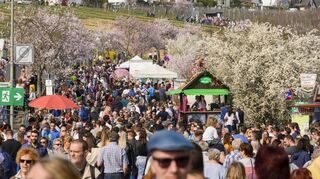 Der Mandelblüten-Panoramaweg Richtung Königsbach ist einer der Ballungsorte des Festes.