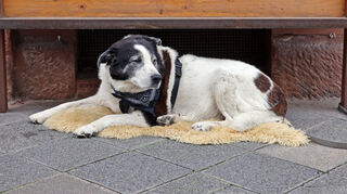 Zudem könne von dem Hund eine Gefahr ausgehen, betont eine Ordnungsamtssprecherin. Direktes Einwirken, zum Beispiel bei einer Gefahr, wäre durch die Hundebesitzerin nicht möglich gewesen und hätte gegebenenfalls Passanten gefährden können, beschreibt sie.