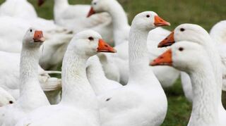 Nicht überall stehen am Martinstag die Gänse im Mittelpunkt.