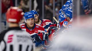 Adler Mannheim vs. Straubing Tigers