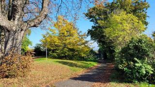 Sonnenschein und herbstliche Färbung auch in Mannheim.