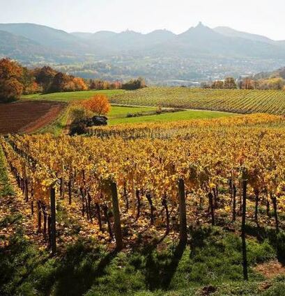 Schön und arbeitsreich: Pfälzer Weinberge.