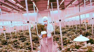 Blick in eine Produktionsanlage für – seit 2017 erlaubtes – medizinisches Cannabis in Schleswig-Holstein. Der Deutsche Hanfverband schätzt, dass jährlich 200 bis 400 Tonnen Cannabis illegal in Deutschland konsumiert werden.