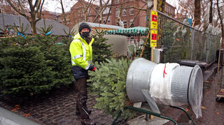 Ralph Hauk hat eine gute Auswahl an Weihnachtsbäumen in der Otto-Beck-Straße/Seckenheimer Straße.