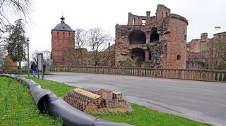 2017 schützt eine temporäre Barriere Salamander vor Bauarbeiten an der Schlossmauer. Eine solche könnte auch Sicherheit vor Straßen gewährleisten.